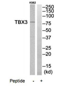 TBX3 Antibody