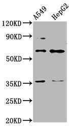 TBX4 Antibody