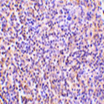 TCCR Antibody