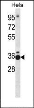 TCEA1 antibody
