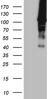 TCEAL1 Antibody