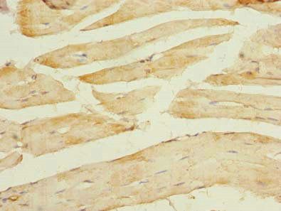 TCEAL7 Antibody