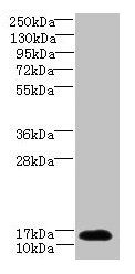 TCEAL7 antibody