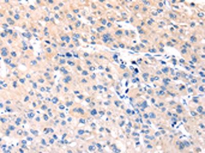 TCERG1L Antibody