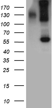 TCF12 Antibody