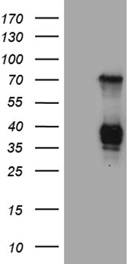 TCF12 Antibody