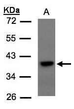 TCF19 antibody