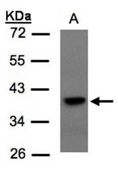 TCF19 antibody