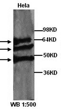 TCF7L2 Rabbit Polyclonal Antibody