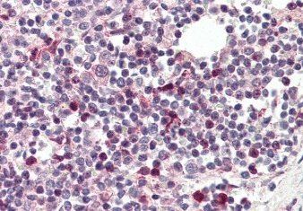 Goat anti-Tcfec (mouse) Antibody