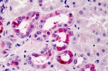 Goat anti-Tcfec (mouse) Antibody