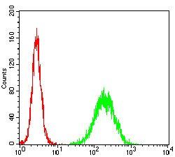 TCL1A Antibody