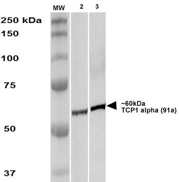 TCP1 alpha Antibody