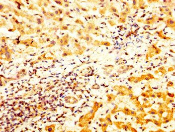 TCP1 Antibody