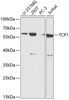 TCP1 antibody
