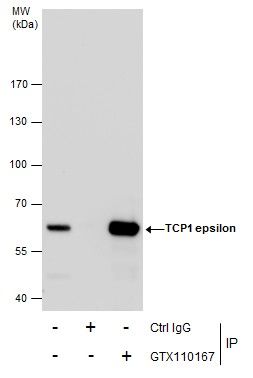TCP1 epsilon antibody