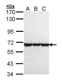 TCP theta antibody