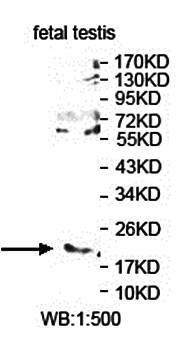 TDGF1 antibody