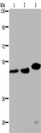 TDP2 antibody