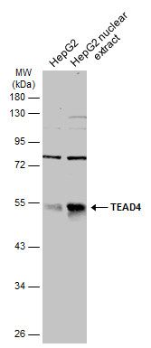 TEA domain transcription factor 4 Antibody