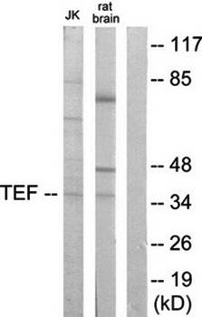 TEF antibody