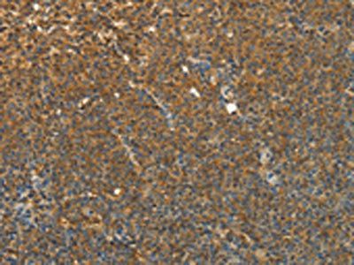 TEKT1 Antibody