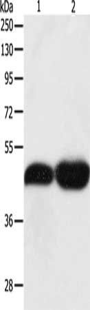 TEKT1 Antibody