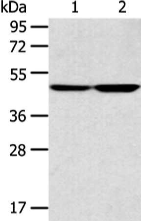 TEKT4 antibody