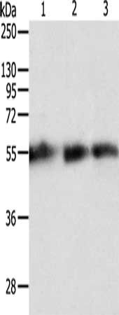 TEKT5 antibody