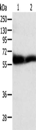 TEKT5 antibody