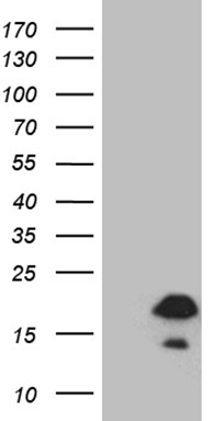 Telethonin Antibody