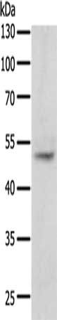 TERF1 antibody