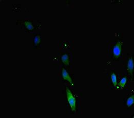 TERF2 antibody