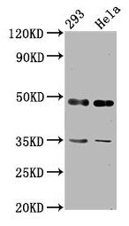 TES antibody