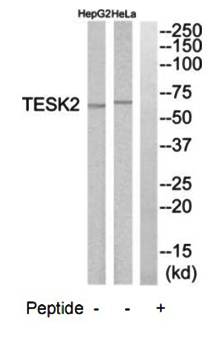 TESK2 Antibody
