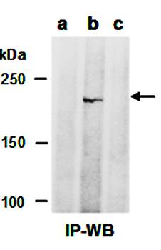 TET1 Antibody, Mouse Monoclonal
