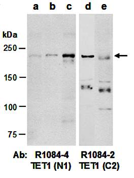 TET1 antibody pair