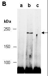 TET2 Antibody, Mouse Monoclonal