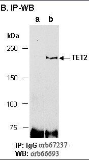 TET2 antibody