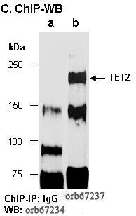 TET2 antibody