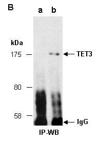 TET3 (N1) Antibody, Rabbit Polyclonal
