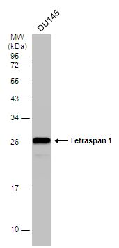 tetraspanin 1 Antibody