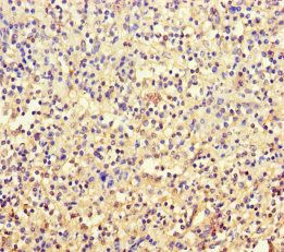 TSPAN7 Antibody