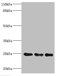 TFAM Antibody