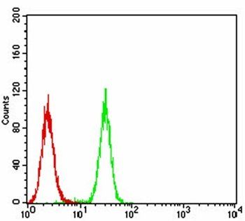 TFAP2A Antibody