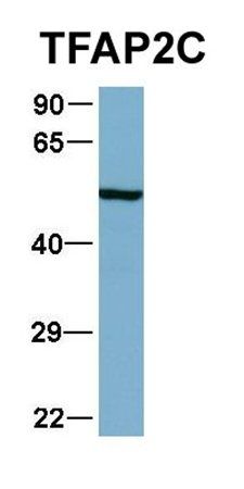 TFAP2C antibody