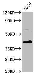 TFB1M antibody