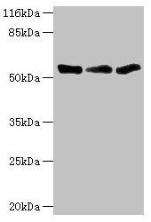 TFCP2 Antibody