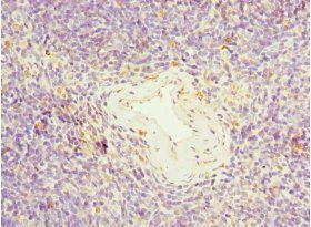 TFCP2 Antibody