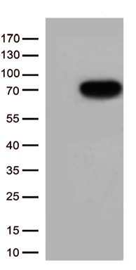 TFEC Antibody
